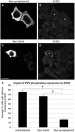 c-Myc Antibody in Immunocytochemistry (ICC/IF)