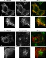 c-Myc Antibody in Immunocytochemistry (ICC/IF)