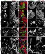 c-Myc Antibody in Immunocytochemistry (ICC/IF)