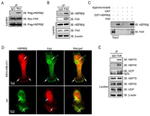 c-Myc Antibody in Western Blot, Immunoprecipitation (WB, IP)