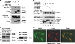c-Myc Antibody in Western Blot (WB)