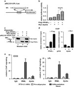 c-Myc Antibody in ChIP Assay (ChIP)