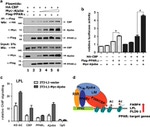 c-Myc Antibody in Western Blot (WB)