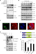 c-Myc Antibody in Western Blot, Immunocytochemistry (WB, ICC/IF)