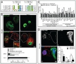 c-Myc Antibody in Immunocytochemistry (ICC/IF)