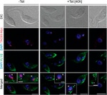 c-Myc Antibody in Immunocytochemistry (ICC/IF)