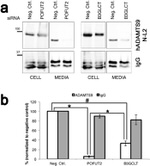c-Myc Antibody in Western Blot (WB)