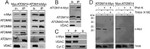 c-Myc Antibody in Western Blot, Immunoprecipitation (WB, IP)