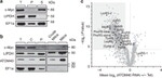 c-Myc Antibody in Western Blot (WB)