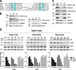 c-Myc Antibody in Western Blot (WB)