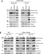 c-Myc Antibody in Western Blot, Immunoprecipitation (WB, IP)