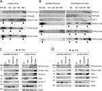 c-Myc Antibody in Western Blot (WB)