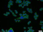 FGFBP2 Antibody in Immunocytochemistry (ICC/IF)