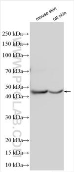 BNIPL Antibody in Western Blot (WB)