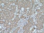GGH Antibody in Immunohistochemistry (Paraffin) (IHC (P))