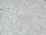 MPPED2 Antibody in Immunohistochemistry (Paraffin) (IHC (P))