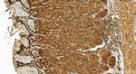 MX2 Antibody in Immunohistochemistry (Paraffin) (IHC (P))