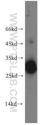 TRAT1 Antibody in Western Blot (WB)