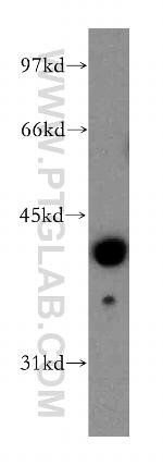Fibromodulin Antibody in Western Blot (WB)