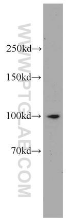 IL12RB1 Antibody in Western Blot (WB)