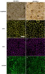 ZO-1 Antibody in Immunocytochemistry (ICC/IF)