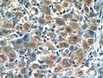 RNF125 Antibody in Immunohistochemistry (Paraffin) (IHC (P))