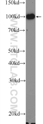 SNX25 Antibody in Western Blot (WB)
