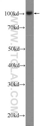 SNX25 Antibody in Western Blot (WB)