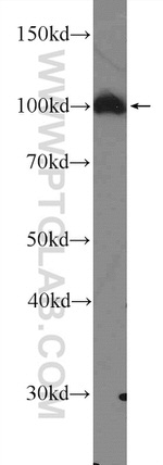 SNX25 Antibody in Western Blot (WB)