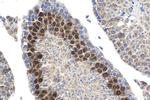 Cyclin A1 Antibody in Immunohistochemistry (Paraffin) (IHC (P))
