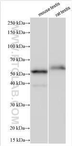 Cyclin A1 Antibody in Western Blot (WB)
