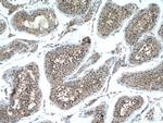 IZUMO1 Antibody in Immunohistochemistry (Paraffin) (IHC (P))