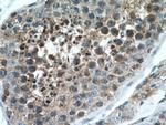 IZUMO1 Antibody in Immunohistochemistry (Paraffin) (IHC (P))