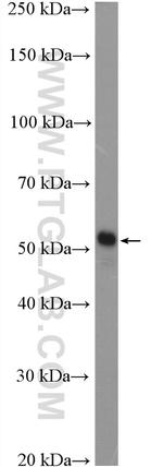 IZUMO1 Antibody in Western Blot (WB)
