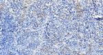 LAIR1 Antibody in Immunohistochemistry (Paraffin) (IHC (P))