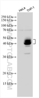 LAIR1 Antibody in Western Blot (WB)
