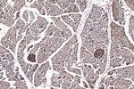 SERPINI2 Antibody in Immunohistochemistry (Paraffin) (IHC (P))