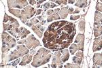 SERPINI2 Antibody in Immunohistochemistry (Paraffin) (IHC (P))