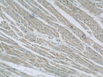 BNP Antibody in Immunohistochemistry (Paraffin) (IHC (P))