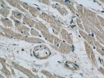 BNP Antibody in Immunohistochemistry (Paraffin) (IHC (P))