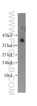 Syntaxin 11 Antibody in Western Blot (WB)
