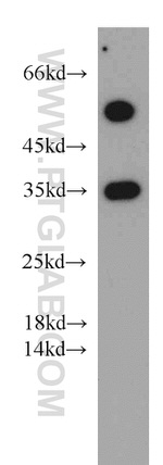 Syntaxin 11 Antibody in Western Blot (WB)