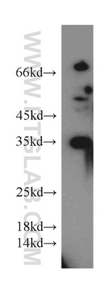 Syntaxin 11 Antibody in Western Blot (WB)
