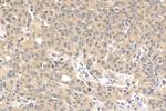 VASH2 Antibody in Immunohistochemistry (Paraffin) (IHC (P))