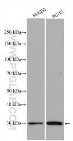 VASH2 Antibody in Western Blot (WB)