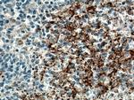 P-selectin Antibody in Immunohistochemistry (Paraffin) (IHC (P))