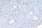 Galanin Antibody in Immunohistochemistry (Paraffin) (IHC (P))