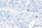 Galanin Antibody in Immunohistochemistry (Paraffin) (IHC (P))