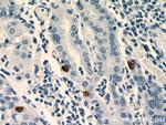 GHRL Antibody in Immunohistochemistry (Paraffin) (IHC (P))