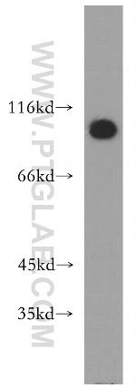 ATP2C1 Antibody in Western Blot (WB)